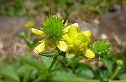110502-kekitune.jpg(6585 byte)