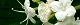 110502-miyama-s.jpg(1582 byte)