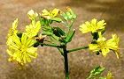 110502-onitabira2.jpg(5427 byte)