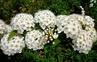 110504-kotemari.jpg(6810 byte)