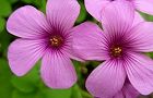110510-katabami.jpg(4657 byte)
