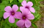 110510-katabami2.jpg(4851 byte)