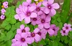 110510-katabami3.jpg(5745 byte)