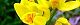 110510-kinran-s.jpg(1677 byte)