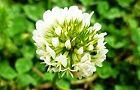 110510-kuroba2.jpg(5538 byte)