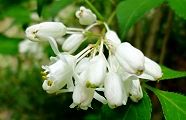 110510-mituba.jpg(9826 byte)