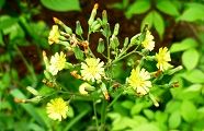 110510-onitabira.jpg(9357 byte)