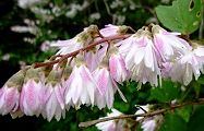110530-sarasa.jpg(8830 byte)