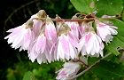 110530-sarasa3.jpg(5530 byte)