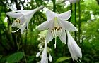 110531-gibousi.jpg(5987 byte)
