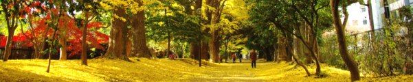晩秋の新宿御苑散策路。08.12.04.