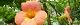100703-nouzenkazura-s.jpg(1677 byte)