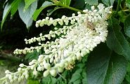 100703-ryoubu.jpg(9883 byte)