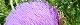 100708-azami-s.jpg(1601 byte)