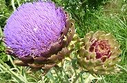 100708-azami.jpg(11859 byte)