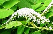 100708-okatora.jpg(9986 byte)