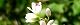 100708-soba-s.jpg(1530 byte)