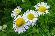 100710-himejion.jpg(8290 byte)