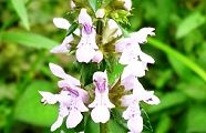 100710-inugoma.jpg(8343 byte)