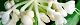 100715-yabumyoga-s.jpg(1729 byte)