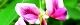 100716-hagi-s.jpg(1584 byte)