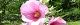 100716-tati-aoi-s.jpg(1681 byte)
