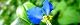 100716-tuyukusa-s.jpg(1574 byte)
