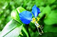 100716-tuyukusa.jpg(7212 byte)