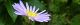 100723-chousensi-s.jpg(1430 byte)