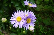 100723-chousensi.jpg(7966 byte)
