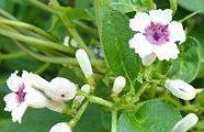 100730-hekuso.jpg(8428 byte)