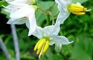 悪茄子、南大沢東緑地。'10.07.30.