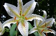 100730-yamayuri.jpg(9779 byte)