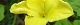 100801-gouya-s.jpg(1437 byte)