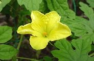100801-gouya.jpg(6551 byte)
