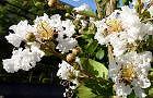 100803-sarusuberi.jpg(6994 byte)