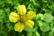 100806-daikonso.jpg(6619 byte)