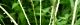 100809-himesiba-s.jpg(1680 byte)