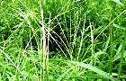 100809-himesiba.jpg(8310 byte)