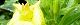 100809-mematuyoi-s.jpg(1534 byte)