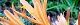 100810-nokanzou-s.jpg(1776 byte)