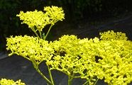100811-ominaesi.jpg(9368 byte)