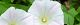 100525-kohiru-s.jpg(1377 byte)