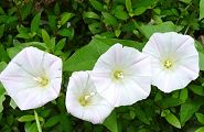 100525-kohiru.jpg(8182 byte)