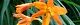 100708-himehiougi-s.jpg(1725 byte)