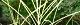 100816-himesiba-s.jpg(1856 byte)