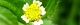 100817-hakidamegiku-s.jpg(1383 byte)