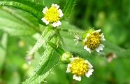 100817-hakidamegiku.jpg(7002 byte)