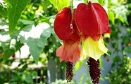 100817-ukituri.jpg(8887 byte)