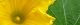100818-kabocya-s.jpg(1191 byte)